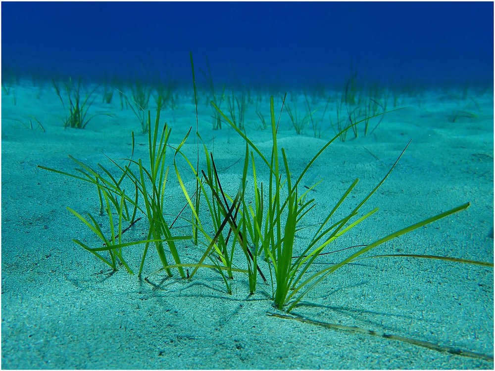 Cymodocea_nodosa1.jpg
