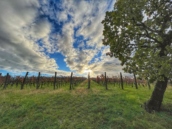 Muggia,foto jakomin, 14.4.23.jpg