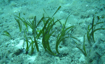 artemis-seagrass-meadows.png