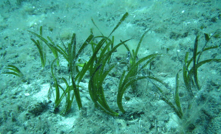 artemis-seagrass-meadows.png